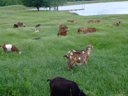 Goats On hill pasture in spring