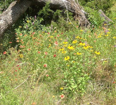 Greer Farm Texas Wildflowers