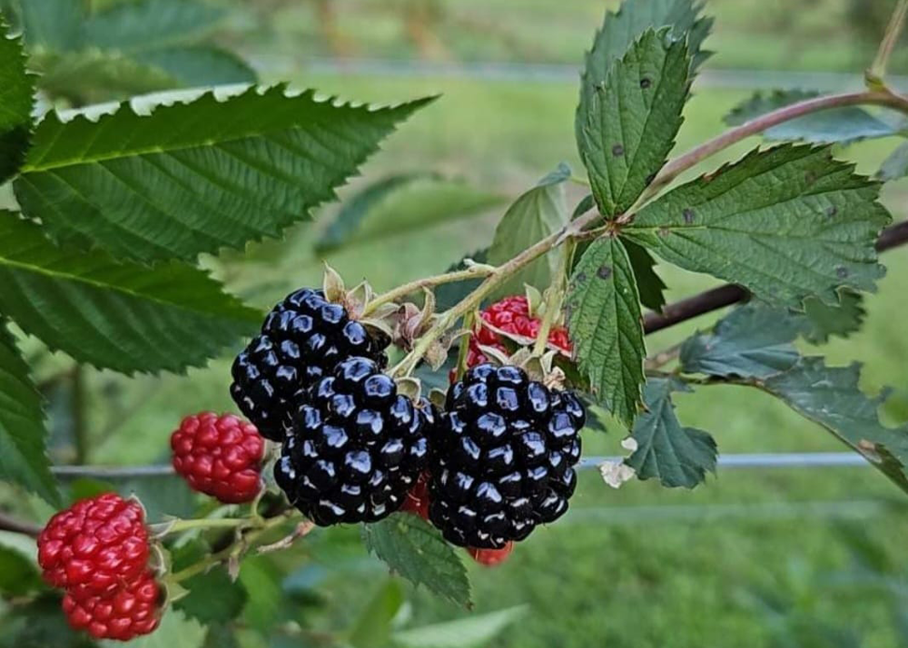 berries